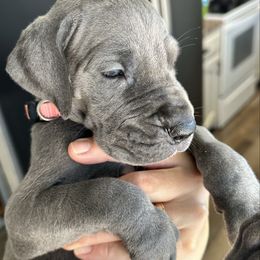 Medium Pink - Blue female Great Dane puppy in Plano, Texas from Blue Thunder Danes