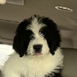 Saint Berdoodle Puppies from Badland St. Berdoodles LLC