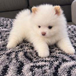 Daisy - White female Pomeranian puppy in Grand Prairie, Texas from D’ Pomlovers