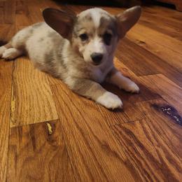 Isabella girl 1 - Fawn merle female American Corgi puppy in Hampton, Tennessee from TC Farms Stock Dogs - Miniature Australian Shepherds