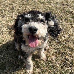 Motley - Bernedoodle