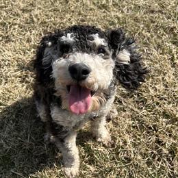 Motley - Bernedoodle