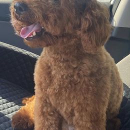 Cavapoos from Fur-Ever Home Cavapoos