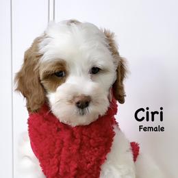 Bernedoodle, Cavapoo, Goldendoodle, and Poodle Puppies from Gypsi Doodles & Poodles