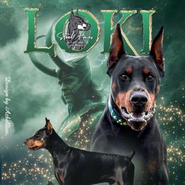 Loki - Doberman Pinscher