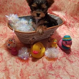 Biewer Terrier and Yorkshire Terrier Puppies from Niko Kennel