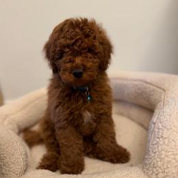 Red Micro Boy - Red  male Goldendoodle puppy in Mayfield, Utah from Ruff Country Doodles