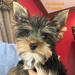 Ferdinand - Black and tan male Yorkshire Terrier puppy in Ashland, Kentucky from Yorkie Paw