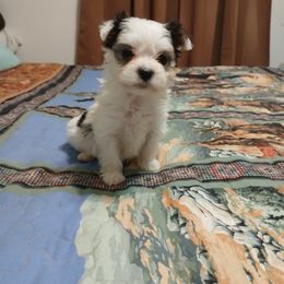 No name - White and tan male Maltese puppy in Kimball, Tennessee from Desrosier