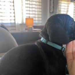 Cane Corso Puppies from Ragnarok kennels