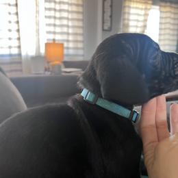 Cane Corso Puppies from Ragnarok kennels