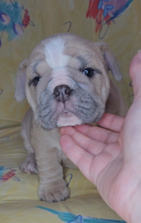 "Carnage x Paczki Summer 2023 litter" Bulldog Puppies from Illinois Bullies Kennel