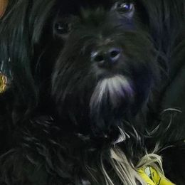 Onyx - Yorkshire Terrier