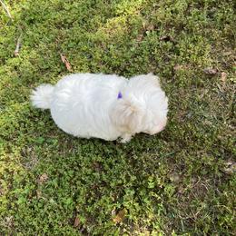 Coton de Tulear Puppies from Smoky Mountains Cotons