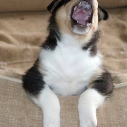 Collie Puppies from Thorndale Collies