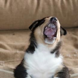 Collie Puppies from Thorndale Collies