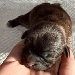 Girl 1 - Chocolate female Shih Tzu puppy in Groveland, Florida from Jenny's Shih Tzus