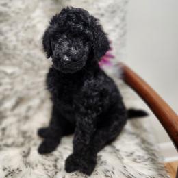 Aza - Black female Poodle puppy in Spartanburg, South Carolina from Taya's Pups