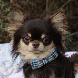 Tug - Chihuahua