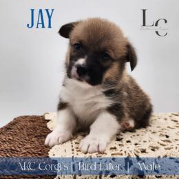Jay - Red male Pembroke Welsh Corgi puppy in Pine Village, Indiana from NL Horsemanship