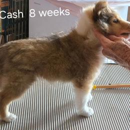 Cash - Sable and white male Shetland Sheepdog puppy in Yavapai County, Arizona from Windsong Shelties