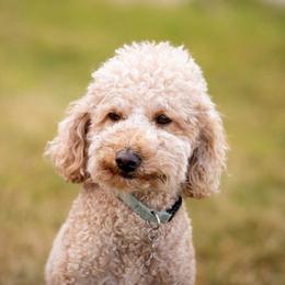 Scout - Goldendoodle