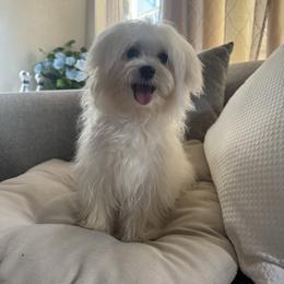 Pili - Maltese