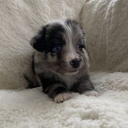 Australian Shepherd Puppies from Australian Shepherds of Rising Moon Acres