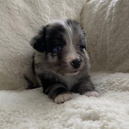 Australian Shepherd Puppies from Australian Shepherds of Rising Moon Acres