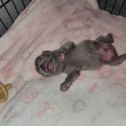 French Bulldog Puppies from Culichitown Frenchies