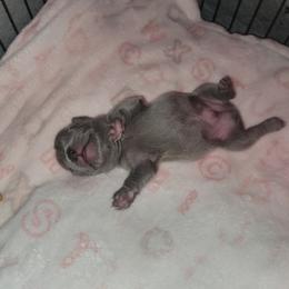 French Bulldog Puppies from Culichitown Frenchies