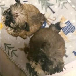 Charlie - Brown male Mal-Shi puppy in Pleasant Hill, Iowa from Courtney Nicole's Mal Shihs & Goldendoodles