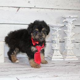 Boy 1 - Black tri-color Aussiedoodle puppy in Riverdale, Utah from La Di Da Doodles