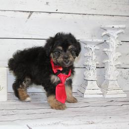 Boy 1 - Black tri-color Aussiedoodle puppy in Riverdale, Utah from La Di Da Doodles