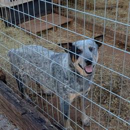 Buddy - Australian Cattle Dog
