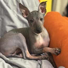 Health Tested Pumpkin - Black and tan female American Hairless Terrier puppy in Scottdale, Pennsylvania from Itty Bitty Boston & Chi Co, Veteran Owned