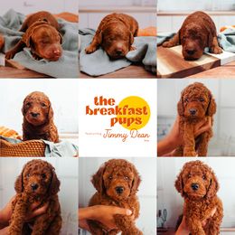 Goldendoodle Puppies from The Breakfast Pups