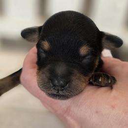 Peep - Phantom female Goldendoodle puppy in Decatur, Tennessee from Diamond's Doodles