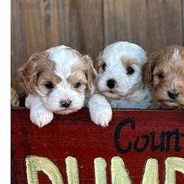 Cavapoos, Cockapoos, and Poodles from Shaffer Top Notch Puppies