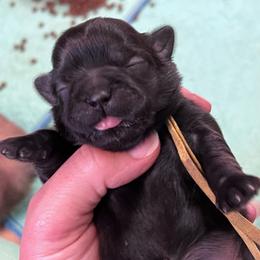 Leonard - Chocolate male Shih Tzu puppy in Bloomfield, Indiana from Meihem Pups