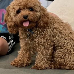 Shay - Cavapoo