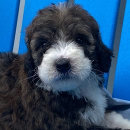 Bernedoodles and Pomskies from T-Rose’s Bernedoodle & Pomsky Puppies