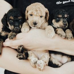 Poodle Puppies from First Class Poodles