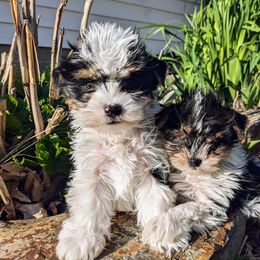 Biewer Terriers and Yorkshire Terriers from Vonda's Yorkieville