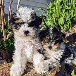 Biewer Terriers and Yorkshire Terriers from Vonda's Yorkieville
