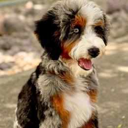 Pico - Bernedoodle