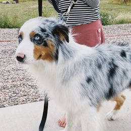 Benji - Australian Shepherd