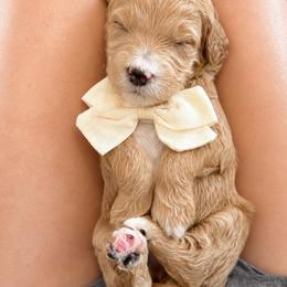 Hawk - Apricot male Goldendoodle puppy in Van Alstyne, Texas from Forest Haven Doodle Co.