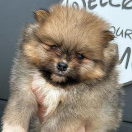 Tito- 4000.00 dollars - Orange sable male Pomeranian puppy in Perry County, Ohio from Speechless Pom’s