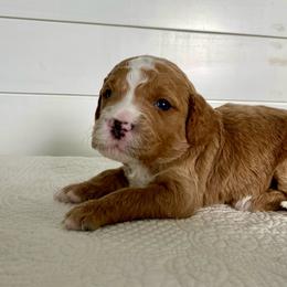Ace - Red  male Goldendoodle puppy in Stanford, Kentucky from Holloway Goldendoodles